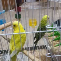 مرغ عشق|پرنده|خورموج, |دیوار