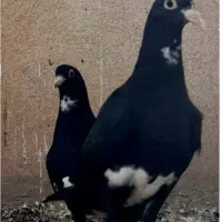کفتر