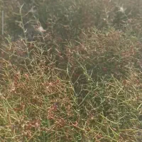 خار شتری