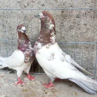 کبوترپرشی مسابقات (آسمانخراش)