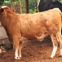 فروش گاو قربانی نر و ماده وزن دلخواه