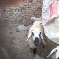 سه عدد بره فروشی