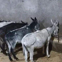 فروش تعدادی الاغ