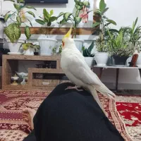 یک جفت عروس