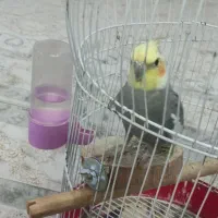 فروش یک عدد پرنده عروس هلندی