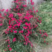 باغچه-فروشی-پراز-درخت-میوه