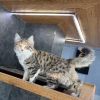 گربه خانگی نژاد دار
