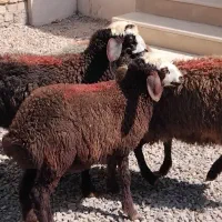 بهترین نژاد ۴ بره ماده آدرس قزوین