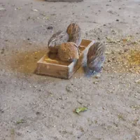 ده تا بلدر چین ماده