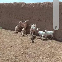 بز سانن