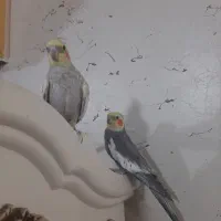 جفت عروس هلندی مولد