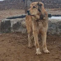 توله خراسانی اصیل