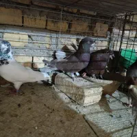 کبوتر اردکان