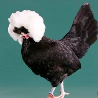 جوجه های لهستانی سلطان برهما آیام سمانی کیفیت فول