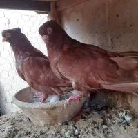 نرماده سرخ صبر
