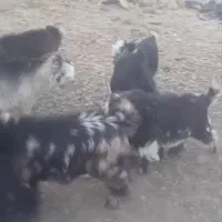 بیگ نر بزغاله