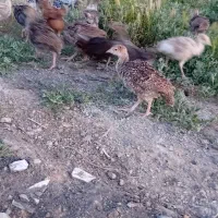 جوجه بوقلمون