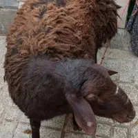 قصاب ماهر درب منزل
