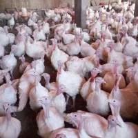 بوقلمون زنده 12کیلوای