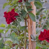 باغچه در خسروجرد با یک میلیارد وام ۴ درصد