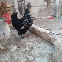 مرغ سلطان بلک متلد و بلو