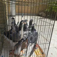 فروش فوری کبوتر