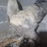 برهما اصیل