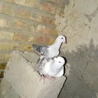 کبوتر فروشی و معاوضه