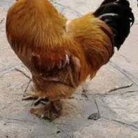 مرغ و خروس  امپراطور ی‌برهما