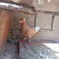 زرد پلنگ دم زرد سر مخملی