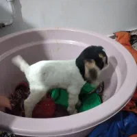 بزغاله|حیوانات مزرعه|چرداول, |دیوار