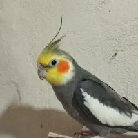 عروسک