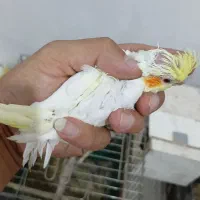 جفت عروس باجوجه