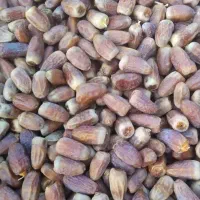 خرما المهتری کیلویی 60