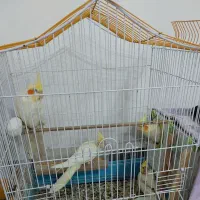 ۴ عدد عروس هلندی