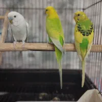 مرغ عشق زرنگ بالغ