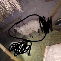گوسفند بره ماده کاور چاق