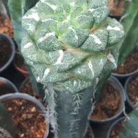 کاکتوس پیوندی