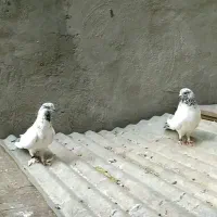 به شرط