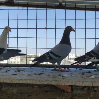 کفتر کبوتر آلمانی