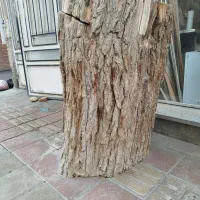 تنه درخت توت