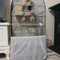 عروس هلندی نر  سخنگو و ماده