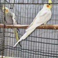 عروس هلندی جفت نر و ماده مولد