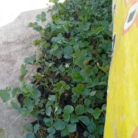 نهال توت فرنگی