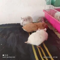 واگذاری|موش و خرگوش|کنگاور, |دیوار