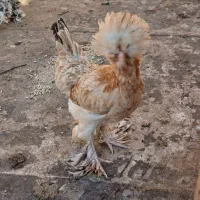 مرغ