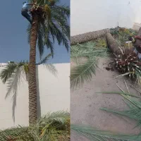 بریدن نخل قطع درخت هرس نخل سمپاشی نخل