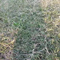 چمن طبیعی آفریقایی