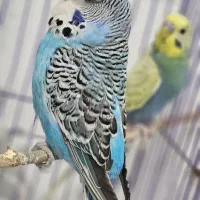 مرغ عشق انگلیسی رینبو جفت طوطی برزیلی فنچ