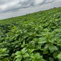 فروش نعناع فلفلی با بهترین کیفیت